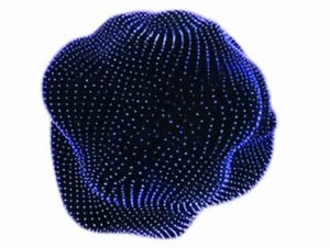 Simuation metamorphosis img